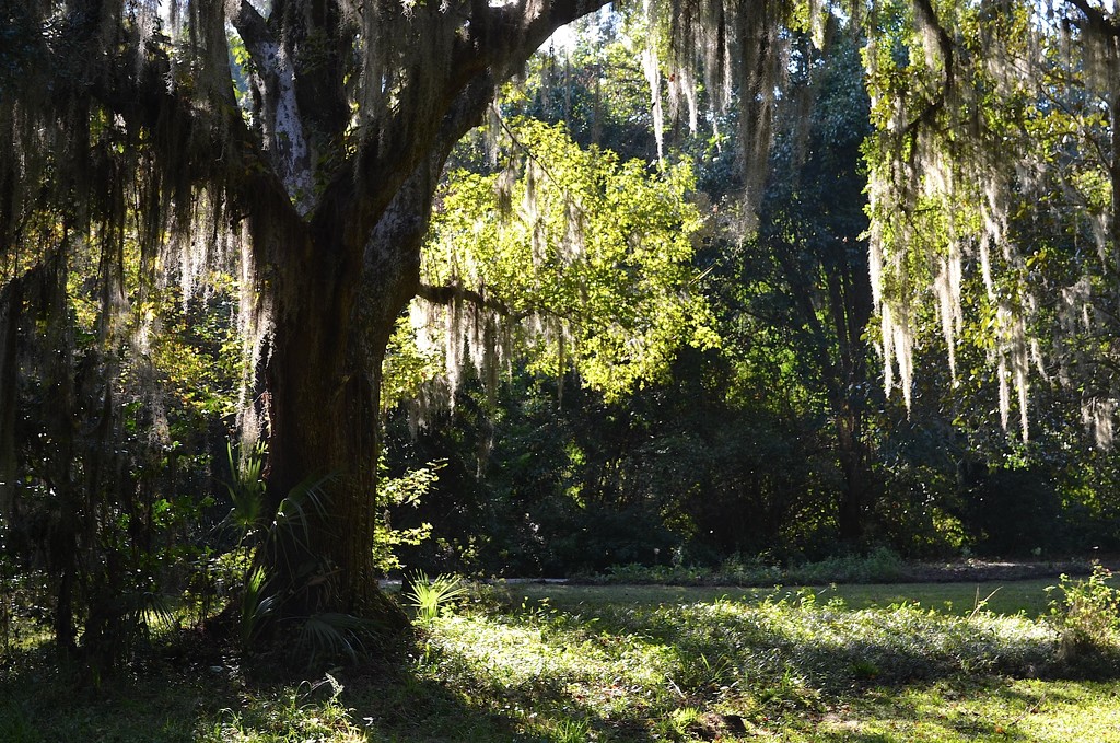 Live oak and dappled sunlight, Magnolia Gardens, Charleston, SC by congaree