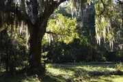 14th Oct 2014 - Live oak and dappled sunlight, Magnolia Gardens, Charleston, SC