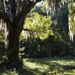 Live oak and dappled sunlight, Magnolia Gardens, Charleston, SC by congaree