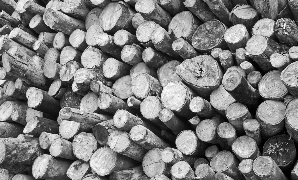 wood for charcoal by ianjb21