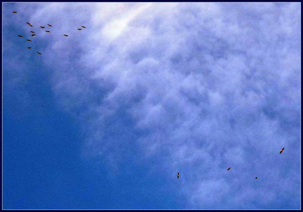 Birds in a Blue Sky by ubobohobo
