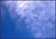 13th Oct 2014 - Birds in a Blue Sky