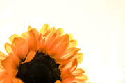14th Oct 2014 - Anniversary sunflowers
