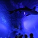 Shark Tunnel by lynnz