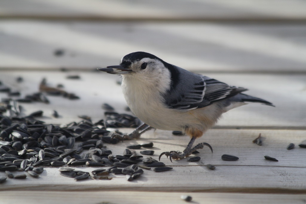 White-breasted nuthatch by sarahlh