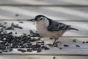 14th Oct 2014 - White-breasted nuthatch