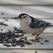 White-breasted nuthatch by sarahlh
