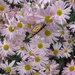 Pink mums and a monarch by bruni