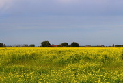 14th Oct 2014 - A farm, a small village and rape seed fields