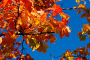 14th Oct 2014 - A autumn tree