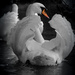 Abbotsbury Swan 2 by judithdeacon