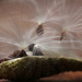 Milkweed Pod Explosion by mzzhope