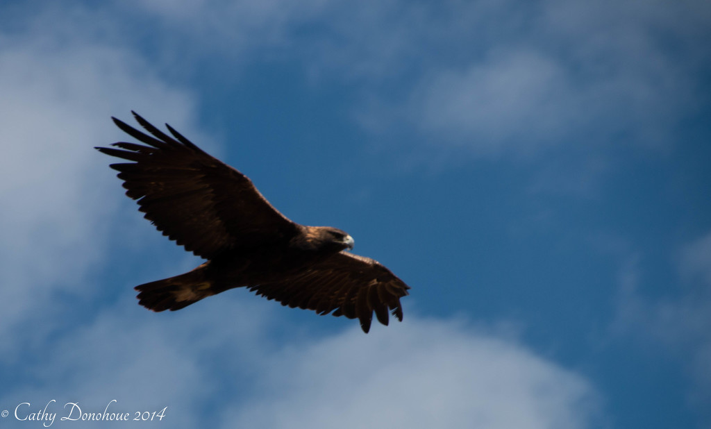 Golden Eagle by cdonohoue