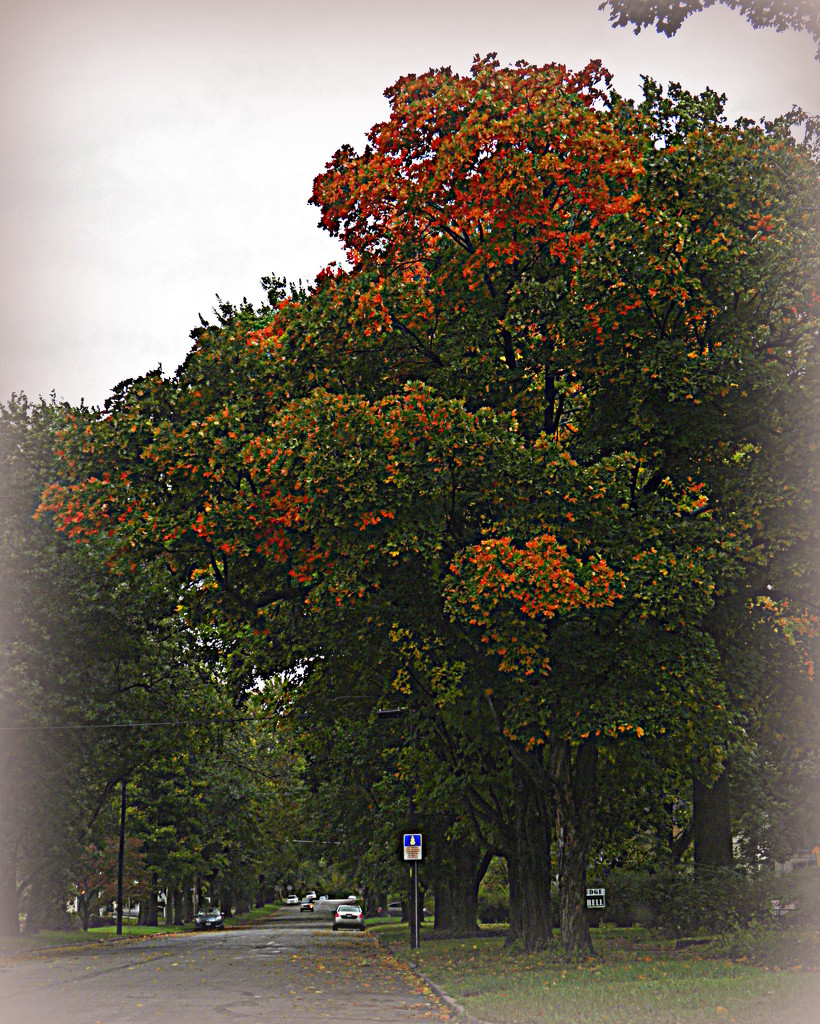 October 14: Barrett Avenue in the Autumn by daisymiller