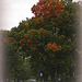 October 14: Barrett Avenue in the Autumn by daisymiller