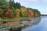 14th Oct 2014 - Colorful pond