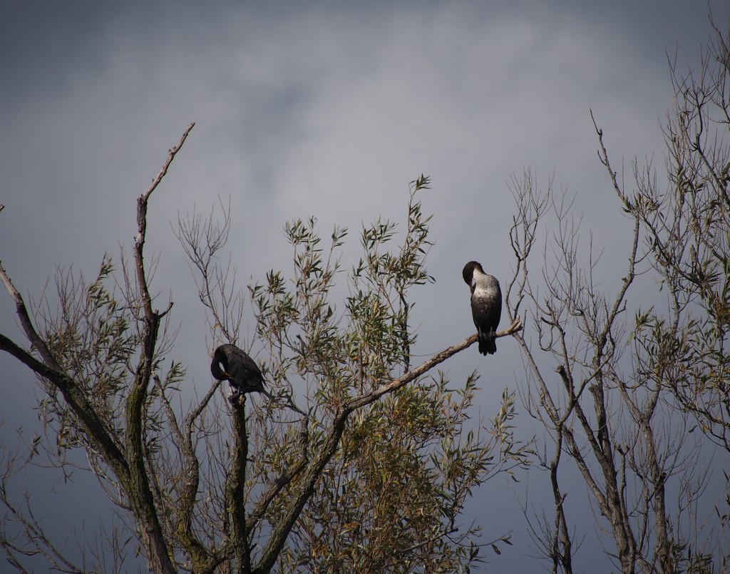 Resting Cormorants by selkie
