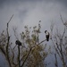 Resting Cormorants by selkie