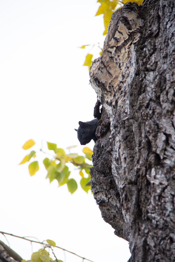 Squirrel in the Poplar Tree by kph129