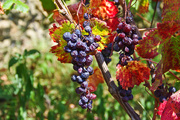 14th Oct 2014 - Raisins on the Vine