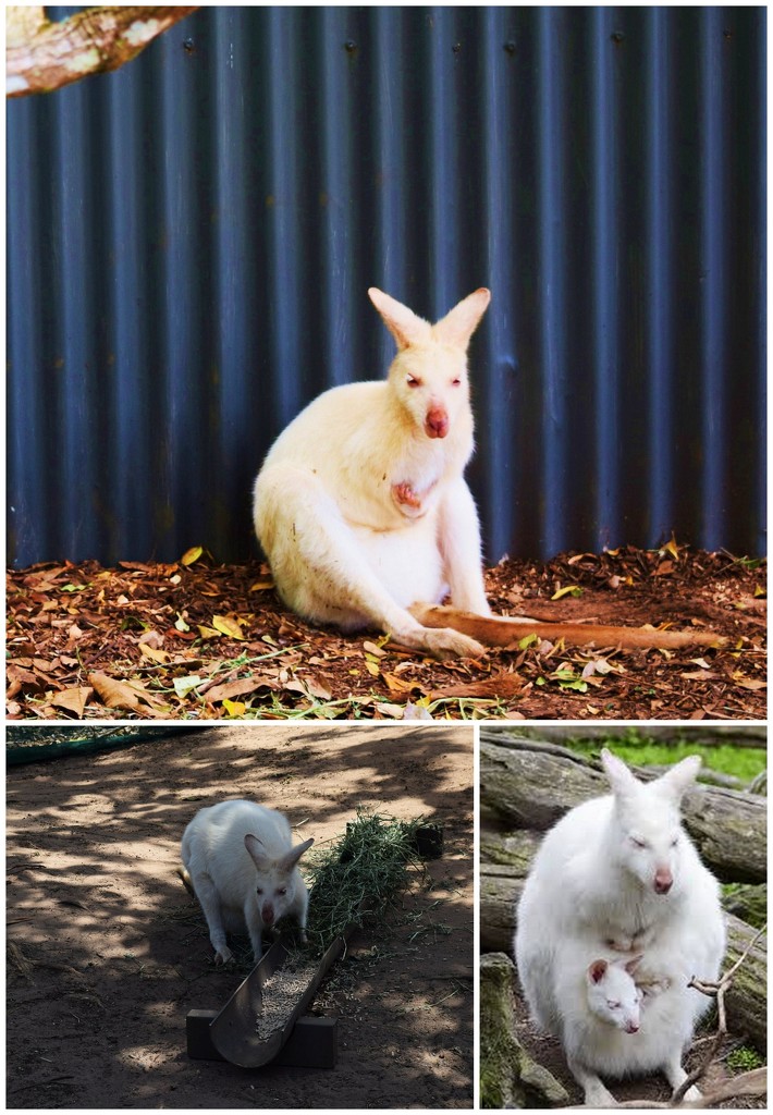 Beautiful, Aussie Albino Wallabies. by happysnaps