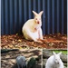 Beautiful, Aussie Albino Wallabies. by happysnaps