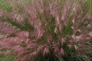 15th Oct 2014 - The first blooms of sweetgrass, Charles Towne Landing State Historic Site, Charleston, SC