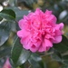 Sasanqua camellia, Charles Towne Landing State Historic Site, Charleston, SC by congaree