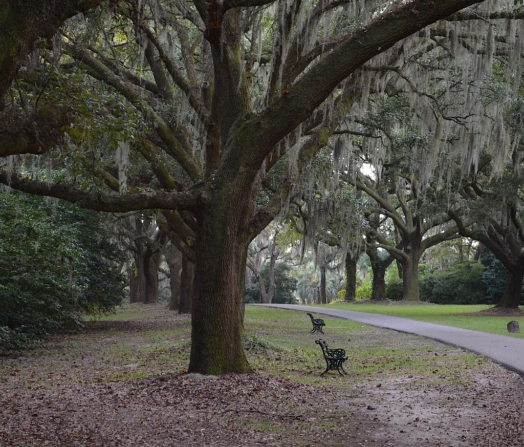 Live oak alley,  Charles Towne Landing State Historic Site, Charleston, SC by congaree