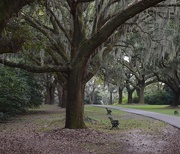 15th Oct 2014 - Live oak alley,  Charles Towne Landing State Historic Site, Charleston, SC