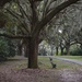 Live oak alley,  Charles Towne Landing State Historic Site, Charleston, SC by congaree