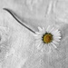 One last daisy by brigette