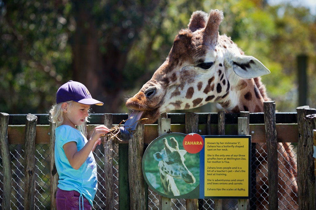 Feeding the giraffes by kiwichick