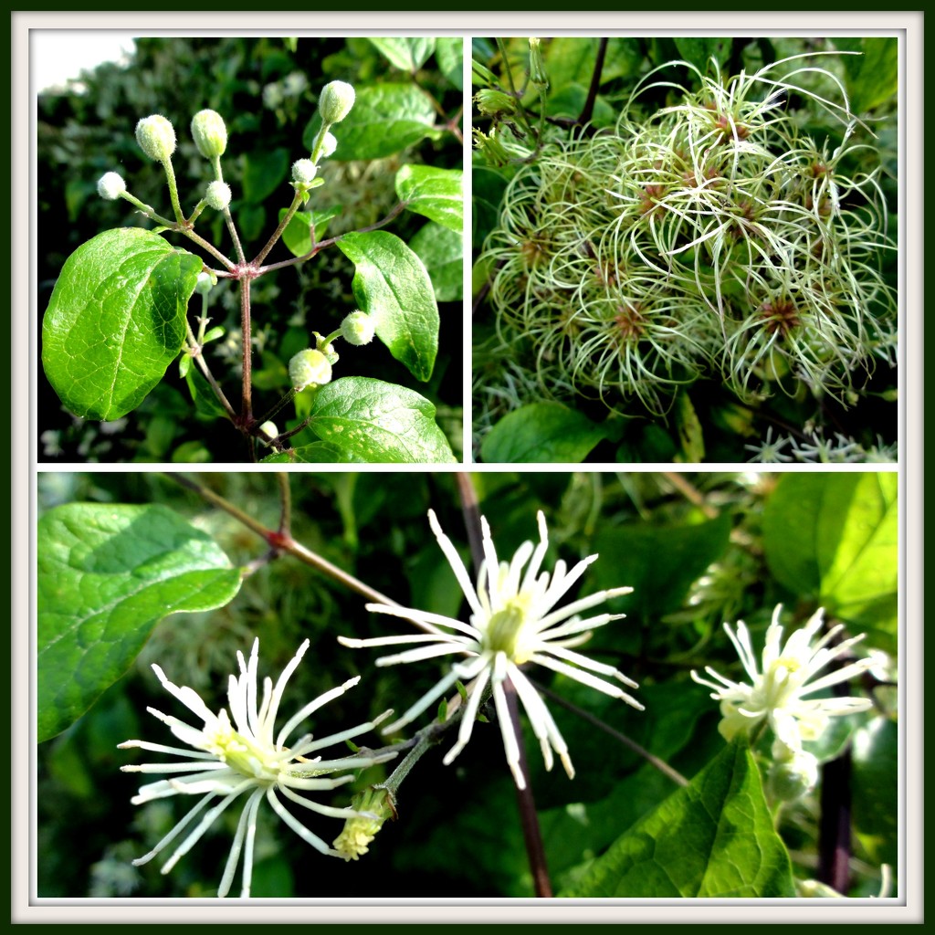 From buds to seed heads !  by beryl