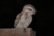 15th Oct 2014 - Tawny Frogmouth