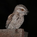 Tawny Frogmouth by terryliv
