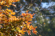 15th Oct 2014 - Autumn leaves with bokeh
