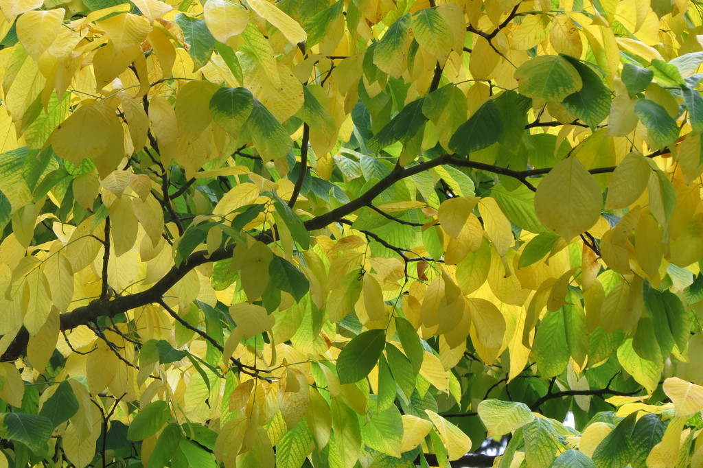 111  Leaf Canopy by seattlite