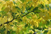 15th Oct 2014 - 111  Leaf Canopy