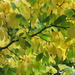 111  Leaf Canopy by seattlite