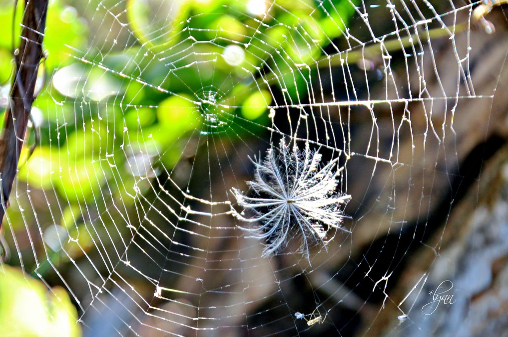 Fluff In The Web by lynnz