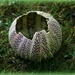discarded urchin by callymazoo