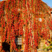 An autumn house by elisasaeter