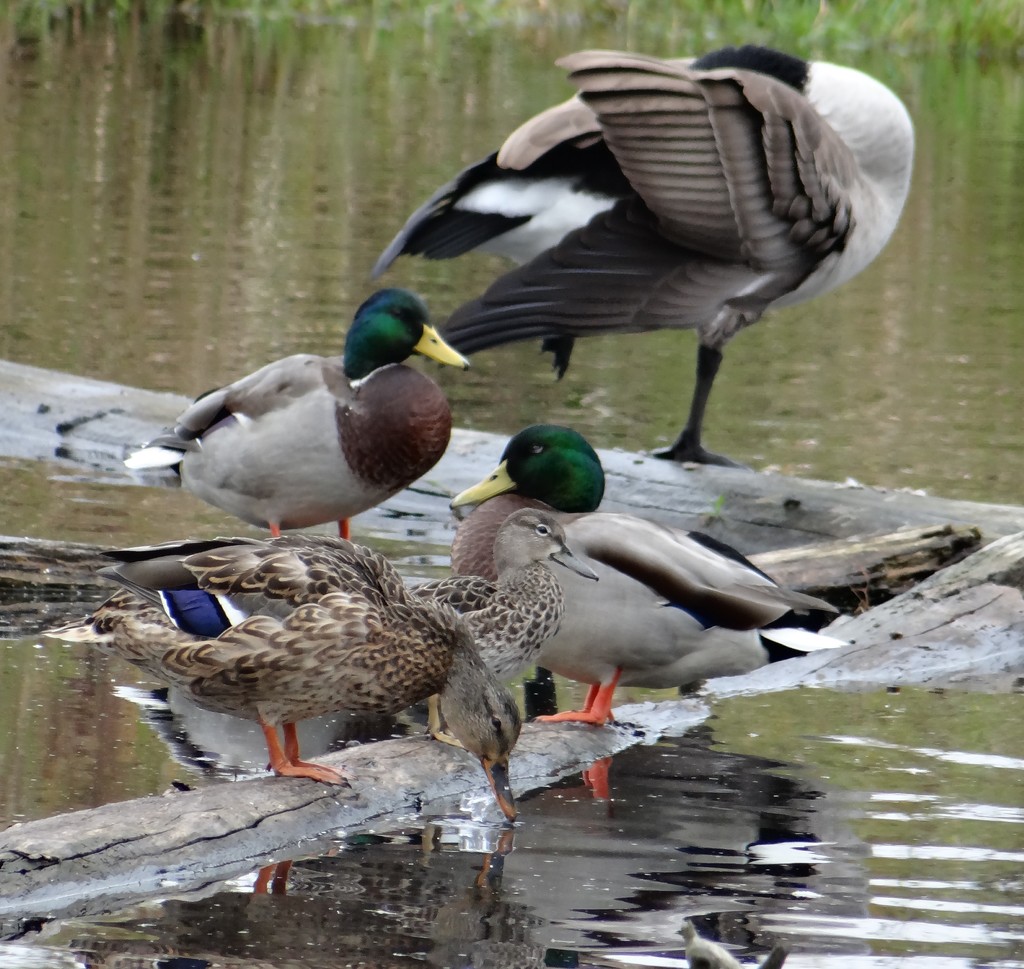 Blue-winged Teal with friends by annepann