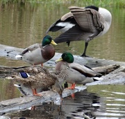 16th Oct 2014 - Blue-winged Teal with friends