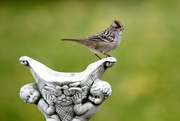 15th Oct 2014 - The little sparrow!