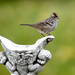 The little sparrow! by fayefaye