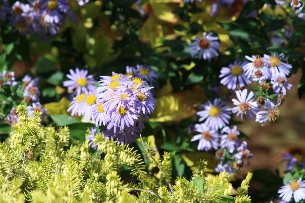 Fall Flowers by kimmer50