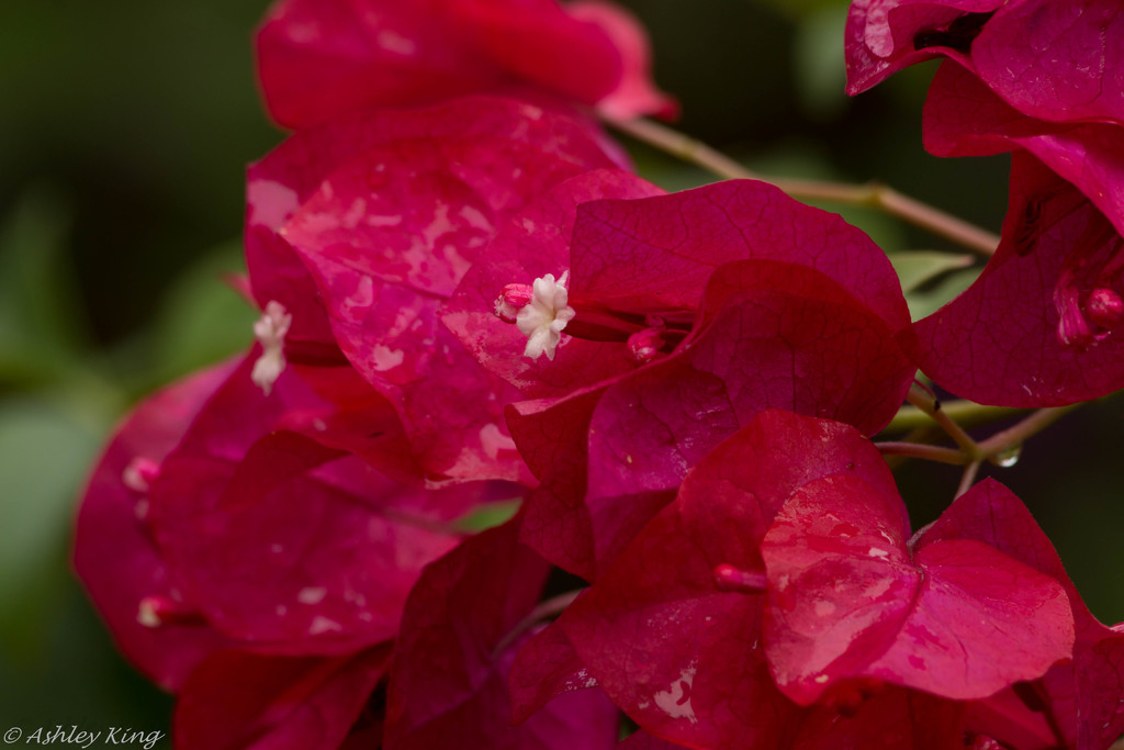 Bougainvillea Study by shesnapped