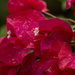 Bougainvillea Study by shesnapped